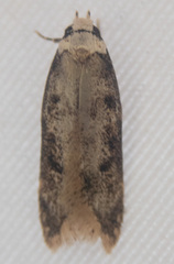 Endrosis sarcitrella