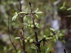 Coprosma decurva