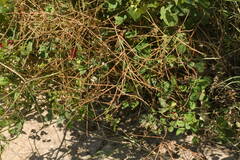 Macroptilium lathyroides