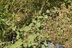 Sidastrum micranthum