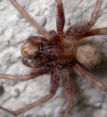 Agelenidae
