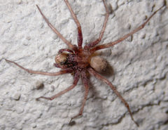 Agelenidae