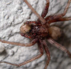 Agelenidae
