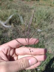 Dichanthium annulatum annulatum