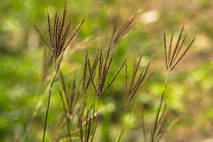 Dichanthium annulatum papillosum