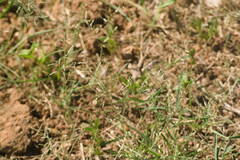 Eragrostis barrelieri