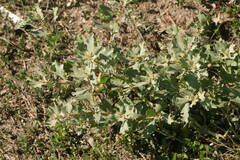 Atriplex muelleri