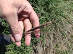 Dichanthium annulatum papillosum