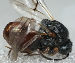 Amphibolips globulus