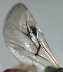 Amphibolips globulus