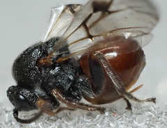 Amphibolips globulus