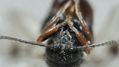 Amphibolips globulus