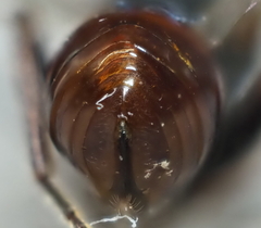 Amphibolips globulus