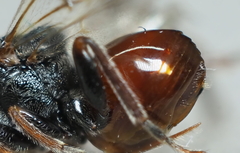 Amphibolips globulus