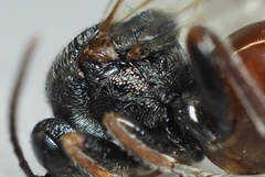 Amphibolips globulus