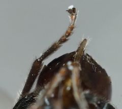 Amphibolips globulus