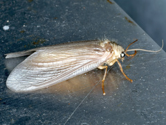 Ithone fusca