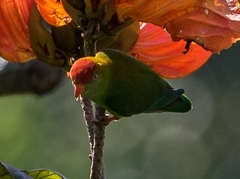 Loriculus beryllinus