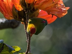 Loriculus beryllinus