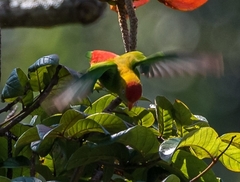 Loriculus beryllinus