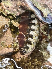 Onithochiton quercinus
