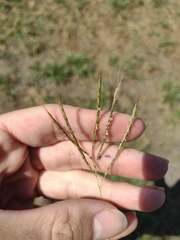 Bothriochloa pertusa