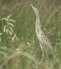 Botaurus pinnatus