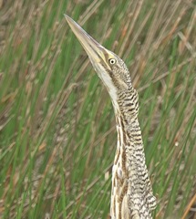 Botaurus pinnatus
