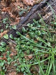 Ajuga reptans