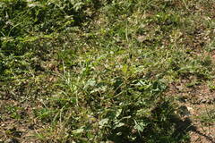 Macroptilium lathyroides