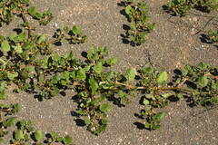 Trianthema portulacastrum