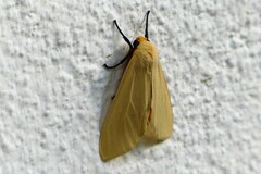 Pareuchaetes pseudoinsulata