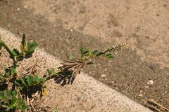 Indigofera spicata