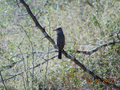 Myiarchus cinerascens