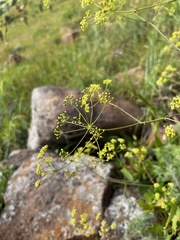 Dracosciadium italae