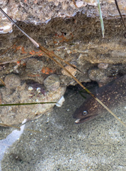 Gymnothorax mordax