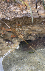 Gymnothorax mordax