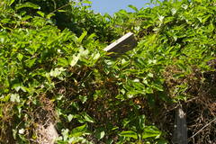 Paederia foetida