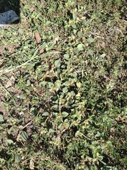 Alternanthera pungens