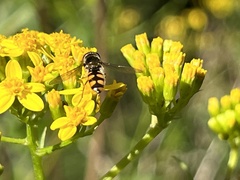 Melangyna viridiceps