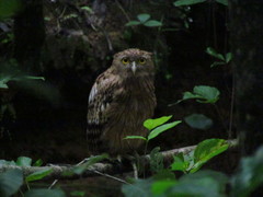 Ketupa zeylonensis