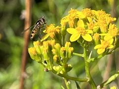 Melangyna viridiceps