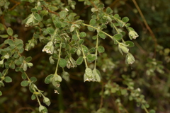 Pimelea altior