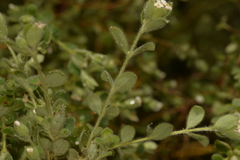 Pimelea altior