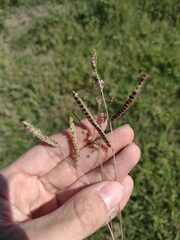 Paspalum fimbriatum