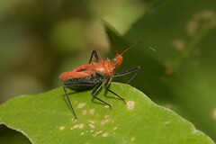 Gminatus wallengreni