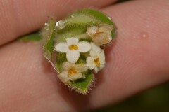 Pimelea altior