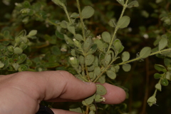 Pimelea altior