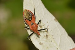 Gminatus wallengreni