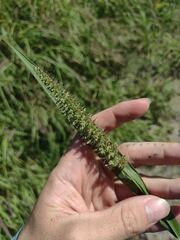 Setaria adhaerens